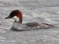 Smew